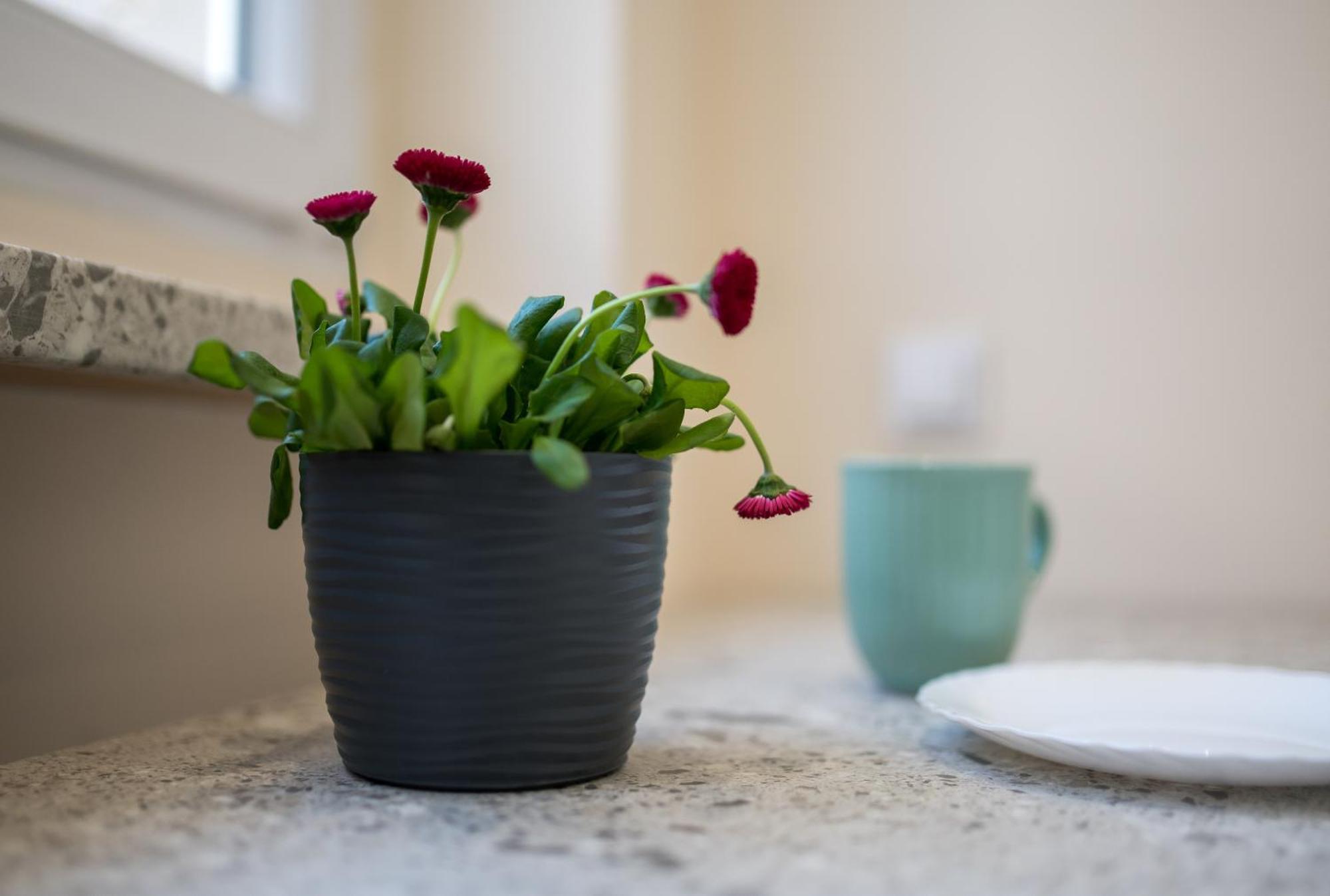 Apartament Lompy 格利维采 外观 照片